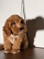 Bingo, a male Cavapoo for sale in Los Angeles, CA – 2 of 5