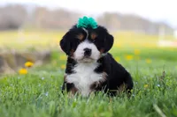 Kayla, a female Miniature Bernedoodle for sale in Los Angeles, CA – 2 of 4