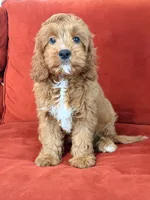 Lucky, a male Cavapoo for sale in Los Angeles, CA – 3 of 5