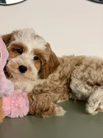 Cannoli, a male Cavapoo and Poodle - Toy  for sale in Los Angeles, CA – 8 of 9
