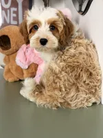 Cannoli, a male Cavapoo and Poodle - Toy  for sale in Los Angeles, CA – 3 of 9