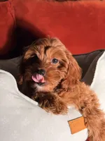 Bruno, a male Cavapoo for sale in Los Angeles, CA – 4 of 5