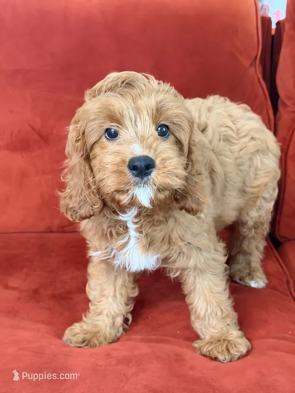 Lucky – Cavapoo puppy for sale in Los Angeles, CA