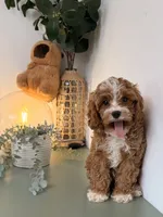 Flynn, a male Cavapoo and Poodle - Toy  for sale in Los Angeles, CA – 2 of 5