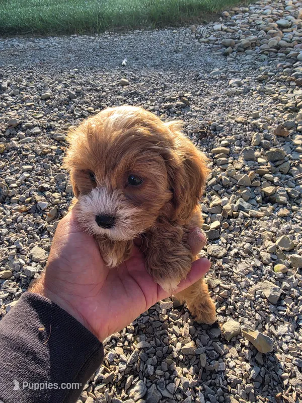 Coco – Cavapoo, Poodle - Toy  puppy for sale in Los Angeles, CA
