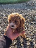 Coco, a female Cavapoo and Poodle - Toy  for sale in Los Angeles, CA – 1 of 1