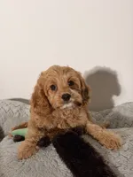 Grace, a female Cavapoo and Poodle - Toy  for sale in Los Angeles, CA – 4 of 6