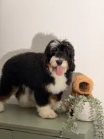 Sunny, a male Bernedoodle for sale in Los Angeles, CA – 2 of 6