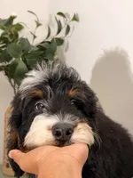 Sunny, a male Bernedoodle for sale in Los Angeles, CA – 6 of 6