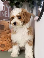 Mochi, a female Cavapoo and Poodle - Toy  for sale in Los Angeles, CA – 3 of 8