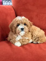 Lily, a female Cavapoo for sale in Los Angeles, CA – 4 of 6