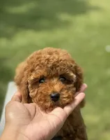 Captain snuggles, a male Poodle - Toy  for sale in Los Angeles, CA – 2 of 4