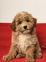 Lucky, a male Poodle - Toy  and Miniature Goldendoodle for sale in Los Angeles, CA – 4 of 5