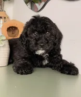Light, a male Cavapoo and Poodle - Toy  for sale in Los Angeles, CA – 3 of 4
