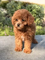Gingerbread, a male Poodle - Toy  for sale in Los Angeles, CA – Photo 4 of 6