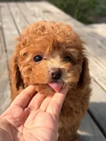 Gingerbread, a male Poodle - Toy  for sale in Los Angeles, CA – Photo 3 of 6