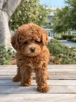 Gingerbread, a male Poodle - Toy  for sale in Los Angeles, CA – Photo 6 of 6