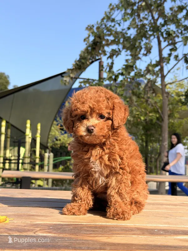 Gingerbread – Poodle - Toy  puppy for sale in Los Angeles, CA