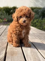 Gingerbread, a male Poodle - Toy  for sale in Los Angeles, CA – Photo 5 of 6