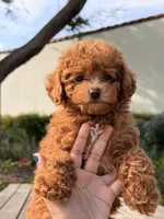 Gingerbread, a male Poodle - Toy  for sale in Los Angeles, CA – Photo 2 of 6