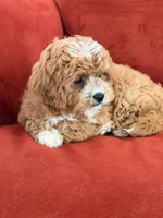 Lily, a female Cavapoo for sale in Los Angeles, CA – 5 of 6