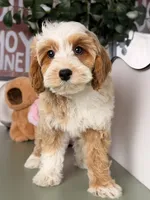 Cannoli, a male Cavapoo and Poodle - Toy  for sale in Los Angeles, CA – 7 of 9