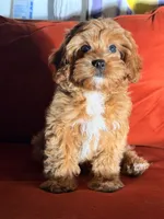 Bruno, a male Cavapoo for sale in Los Angeles, CA – 3 of 5