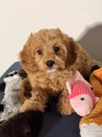 Grace, a female Cavapoo and Poodle - Toy  for sale in Los Angeles, CA – 2 of 6