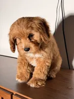 Bingo, a male Cavapoo for sale in Los Angeles, CA – 5 of 5