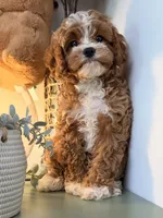 Flynn, a male Cavapoo and Poodle - Toy  for sale in Los Angeles, CA – 5 of 5