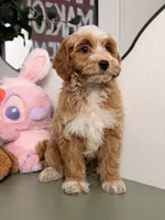 Waffle, a female Cavapoo and Poodle - Toy  for sale in Los Angeles, CA – 4 of 8