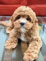 Loki, a male Cavapoo for sale in Los Angeles, CA – 3 of 4
