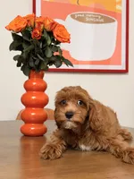Gingerbread, a male Cavapoo for sale in Los Angeles, CA – 2 of 4