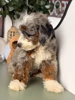 Icy, a male Goldendoodle and Poodle - Toy  for sale in Los Angeles, CA – 2 of 7
