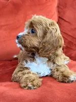 Laguna, a female Cavapoo for sale in Los Angeles, CA – 6 of 6