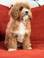 Lily, a female Cavapoo for sale in Los Angeles, CA – 2 of 6