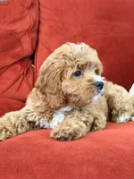 Loki, a male Cavapoo for sale in Los Angeles, CA – 4 of 4