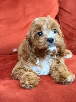 Laguna, a female Cavapoo for sale in Los Angeles, CA – 3 of 6