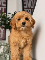 Pookie, a female Cavapoo and Poodle - Toy  for sale in Los Angeles, CA – 4 of 5