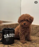 Key, a male Poodle - Toy  for sale in Los Angeles, CA – 2 of 4