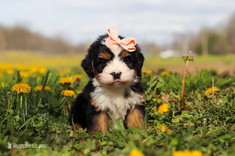 Amie – Miniature Bernedoodle puppy for sale in Los Angeles, CA