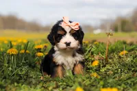 Amie, a female Miniature Bernedoodle for sale in Los Angeles, CA – 1 of 4