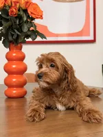 Gingerbread, a male Cavapoo for sale in Los Angeles, CA – 4 of 4