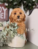 Pookie, a female Cavapoo and Poodle - Toy  for sale in Los Angeles, CA – 3 of 5