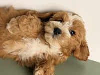 Cookie, a female Cavapoo and Poodle - Toy  for sale in Los Angeles, CA – 4 of 7