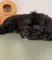 Light, a male Cavapoo and Poodle - Toy  for sale in Los Angeles, CA – 2 of 4