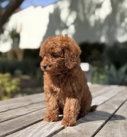 Toy - Gochi, a male Goldendoodle for sale in Los Angeles, CA – Photo 1 of 2