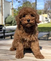 Toy - Gochi, a male Goldendoodle for sale in Los Angeles, CA – Photo 2 of 2