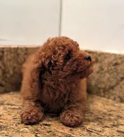 Key, a male Poodle - Toy  for sale in Los Angeles, CA – 3 of 4