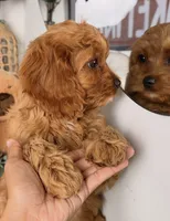 Kent, a male Cavapoo and Poodle - Toy  for sale in Los Angeles, CA – 5 of 5